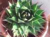 Aloe Cosmo c di Patrizia.jpg